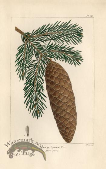 Norway Spruce Fir